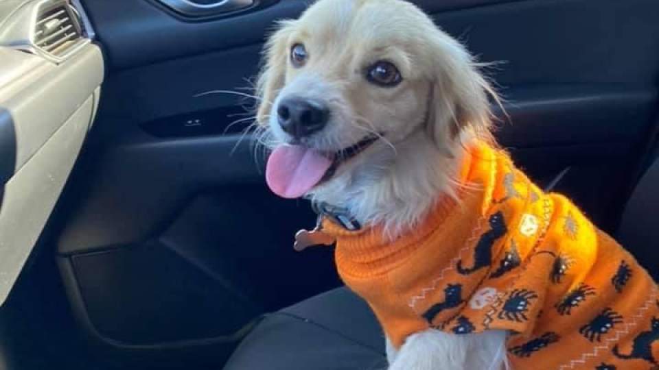 Es el Pichirilo el perrito más consentido en el Cobach