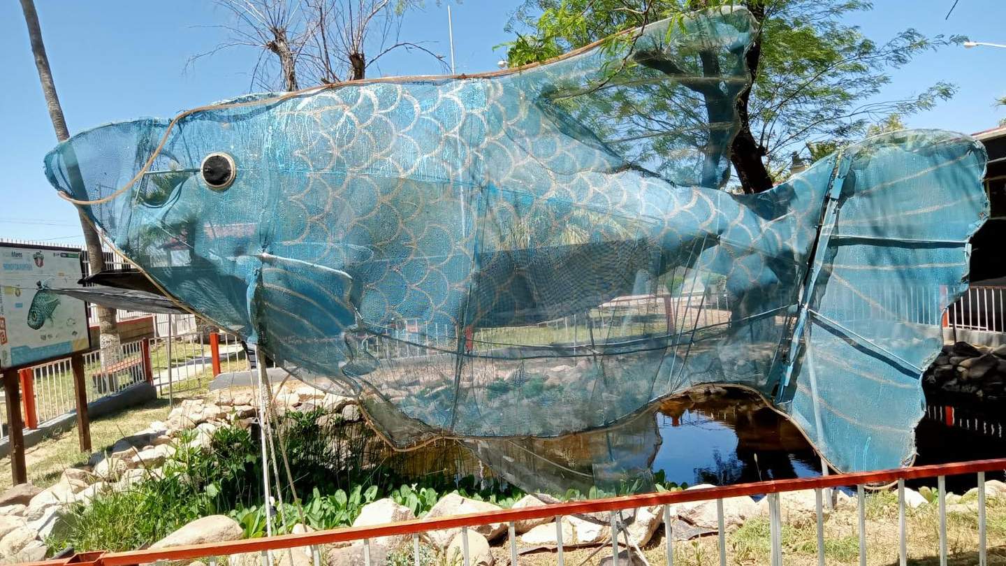 Esfuerzos de Cobach Sonora contribuyen a la protección exitosa de especie endémica de pez